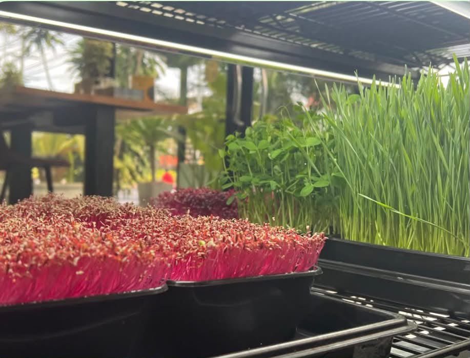Bandejas de brotes verdes y microvegetales en cultivo
